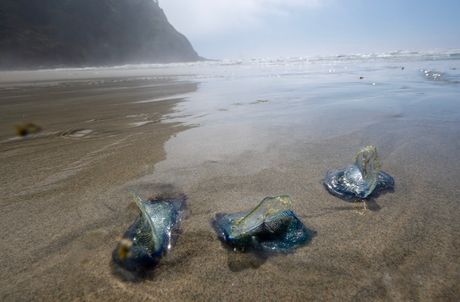 Velella velella
