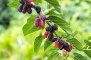Zaboravljena supervoćka koja čuva srce, jača imunitet i pomaže varenju: Nutricionisti ga sve više cene