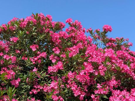 Oleander Oleander