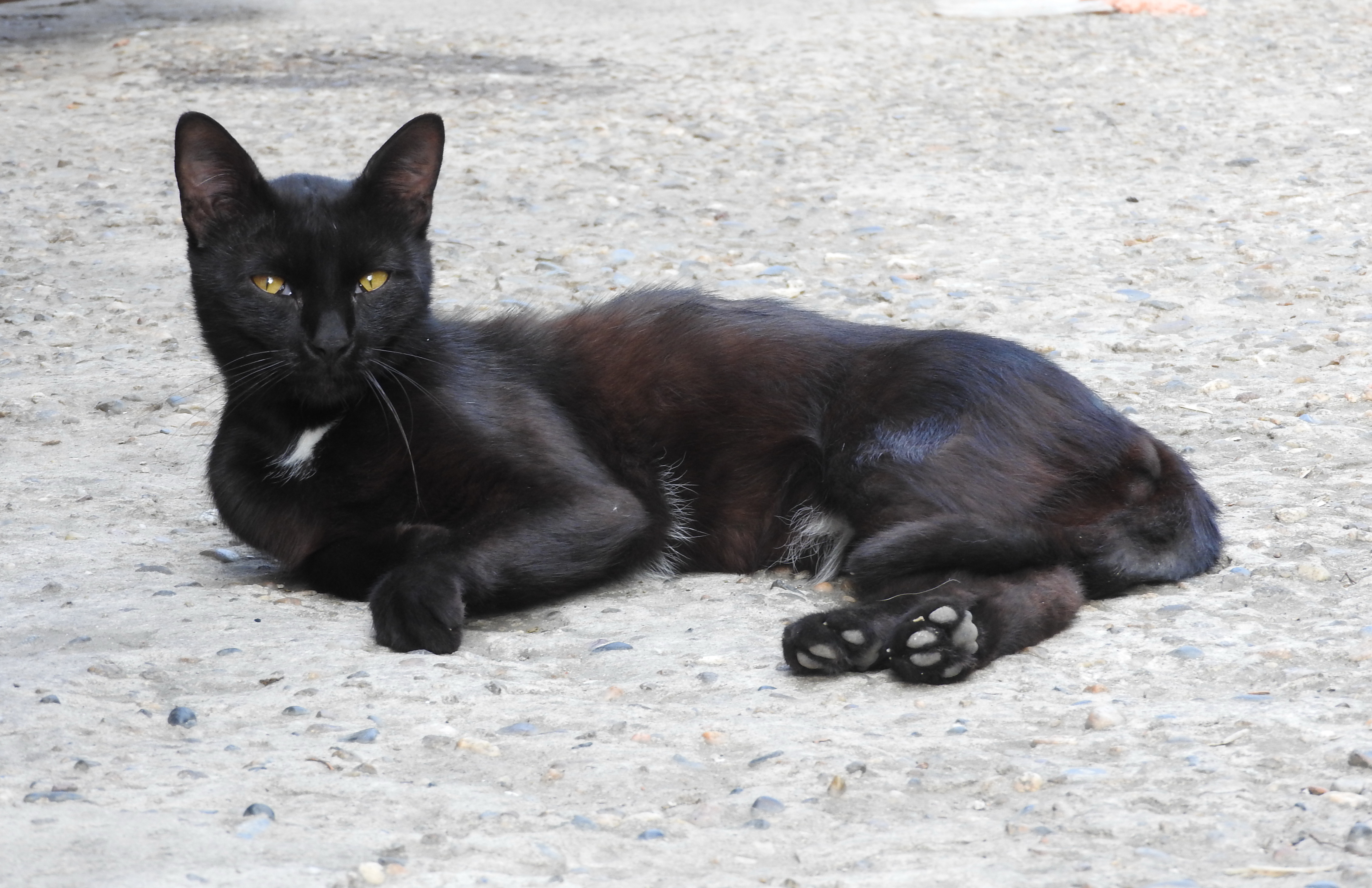 Felinolozi podelili tajnu plavog anđela iz Arhangelska: Ruska crna i bela mačka u genima kriju "donji veš"!