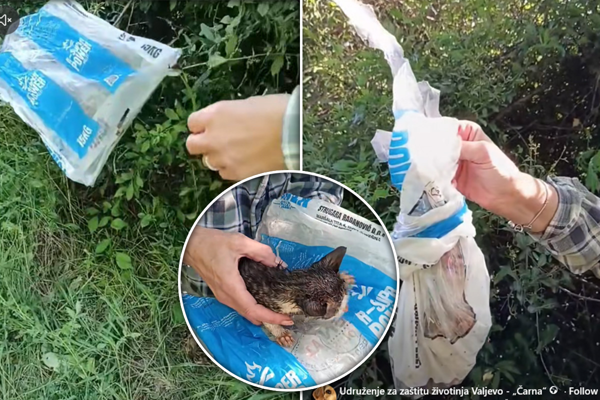 Evo sa kakvim monstrumima delimo vazduh: U selu kod Valjeva okačili mače o granu i ostavili ga u šumi