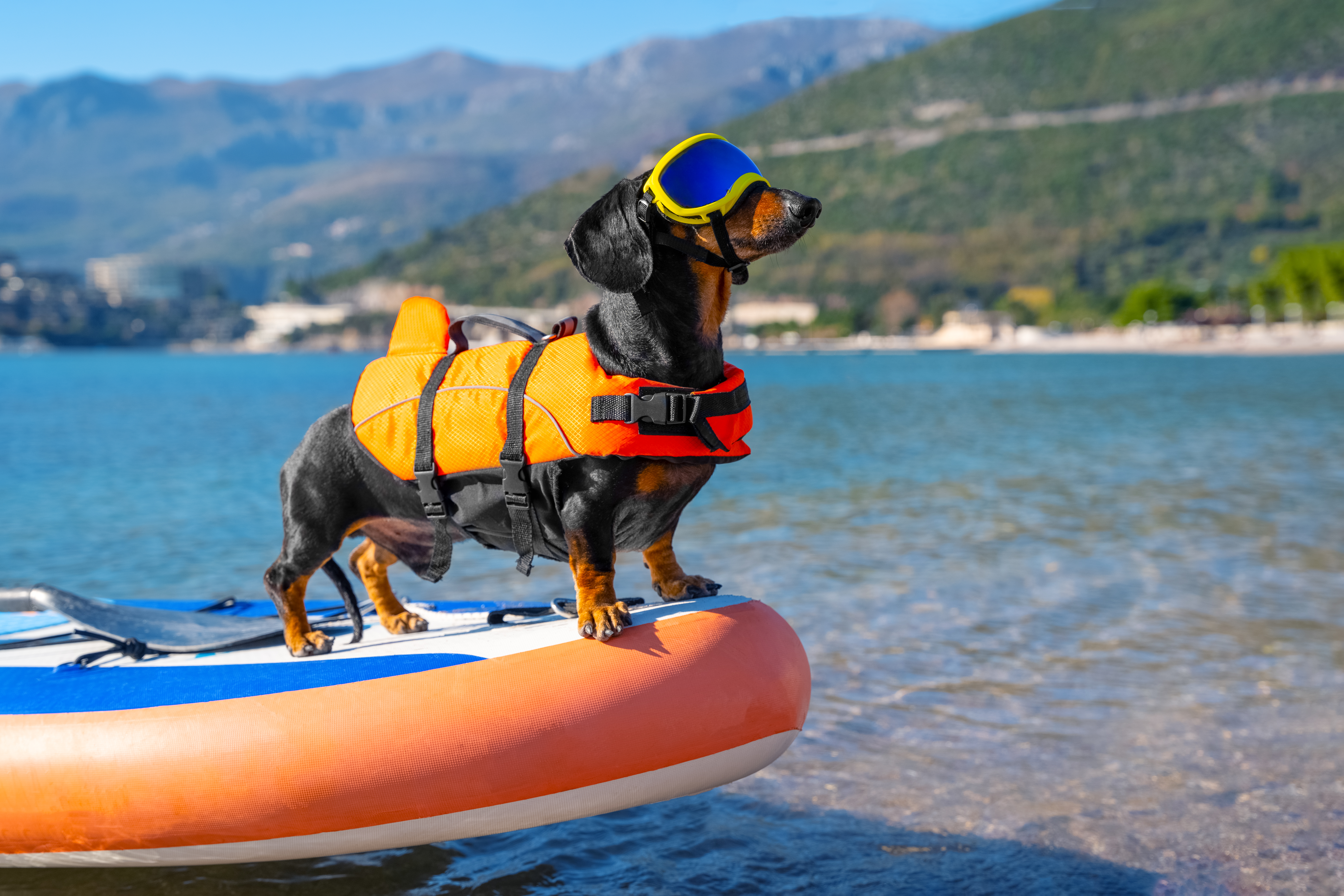 Vaš pas voli da pliva, ali se napio morske vode: Ako ga spopadnu ove DVE MUKE, vodite ga veterinaru
