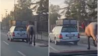 Uznemirujući snimak iz srpskog grada: Zavezali konja za auto i dali gas, potresno je gledati