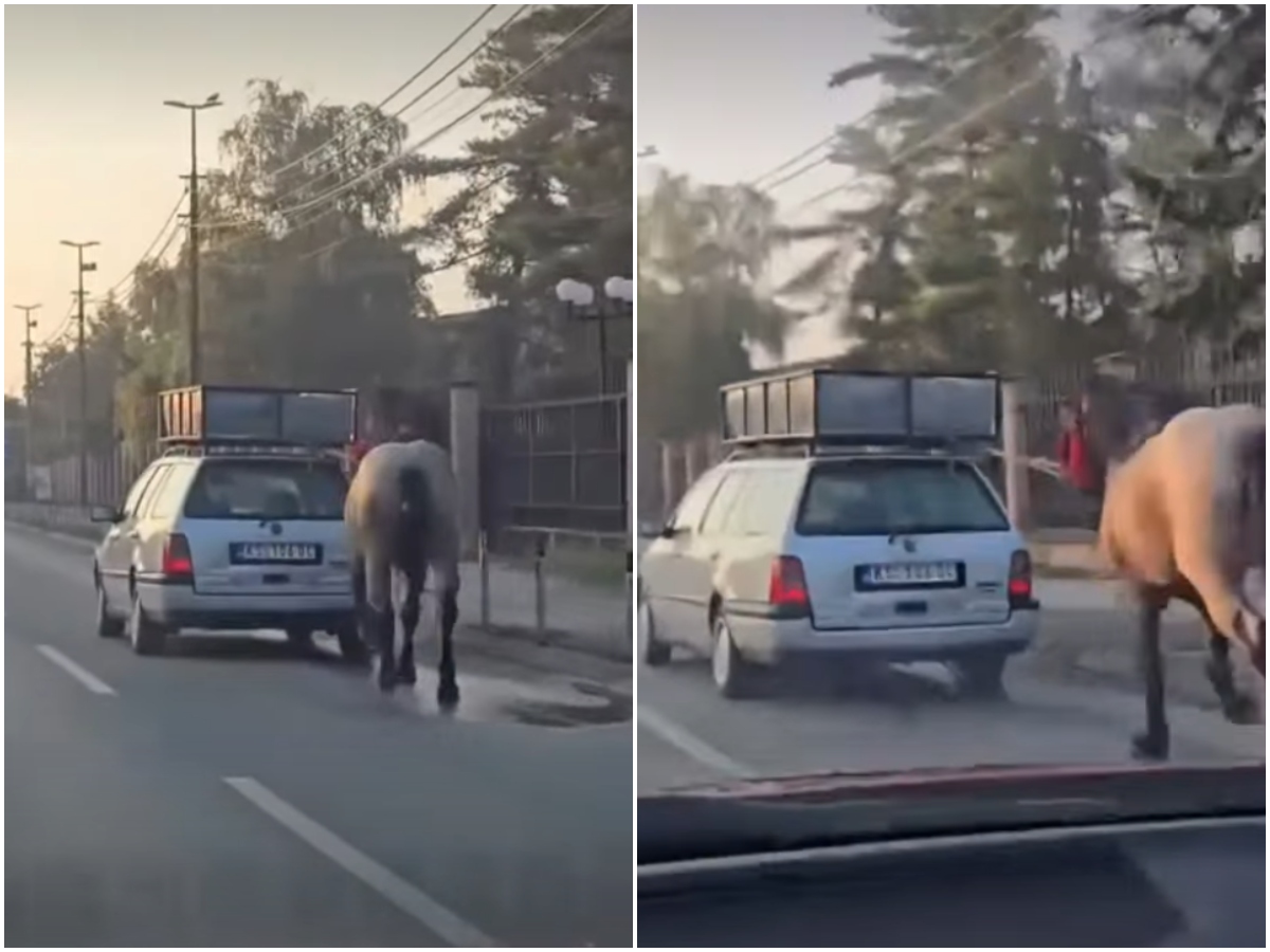 Uznemirujući snimak iz srpskog grada: Zavezali konja za auto i dali gas, potresno je gledati