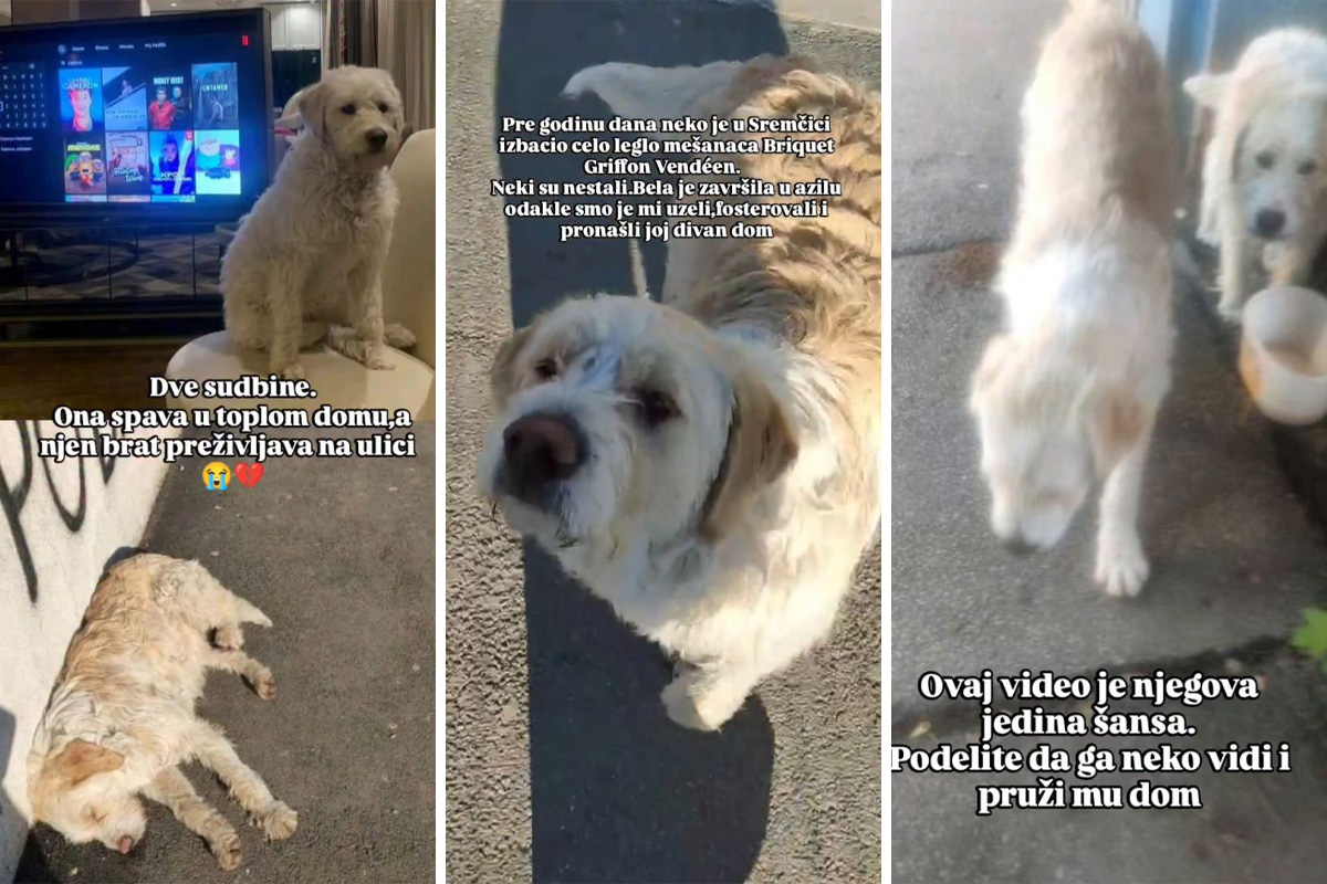 Tuga u Sremčici: Brat i sestra, psi Beli i Bela, žive u istom mestu, ona udomljena i srećna, on na ulici