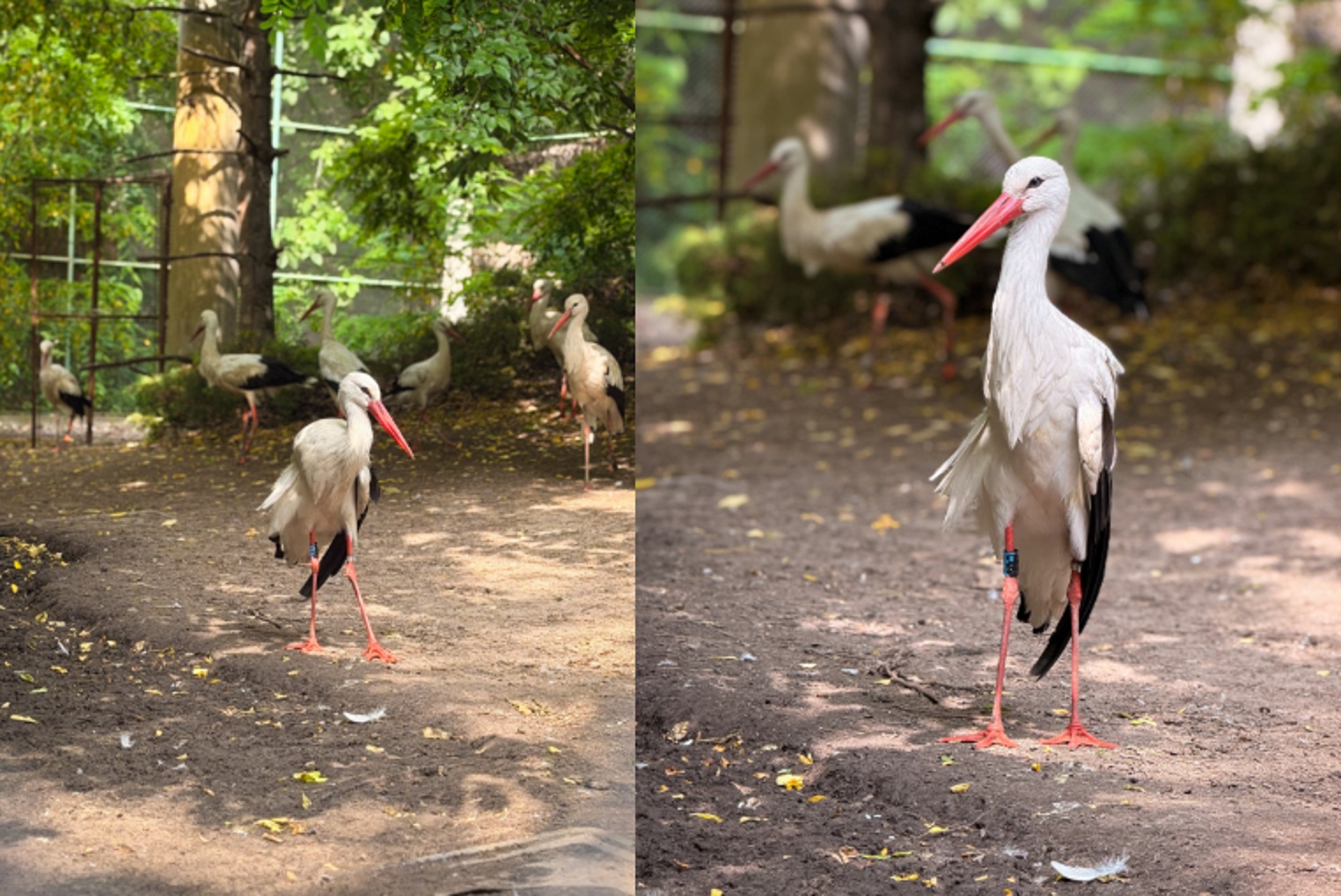 Ovo su najlepše fotografije koje ćete videti danas! Rode iz divljine same biraju Palić!