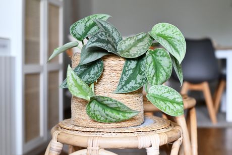 Scindapsus