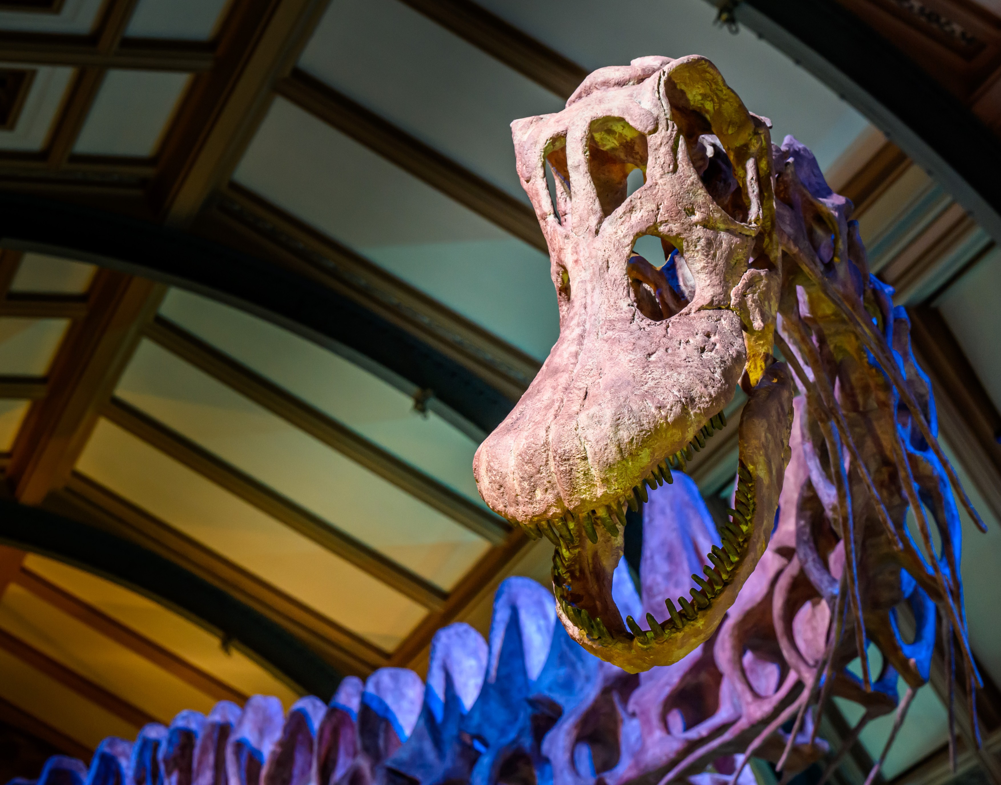 Pronađena prva kost dinosaurusa sa Antarktika: Otkrivena je u fioci posle 41 godine