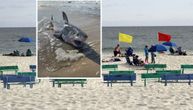 Ajkule se vratile na jednu od najposećenijih plaža: Izdato hitno upozorenje kupačima