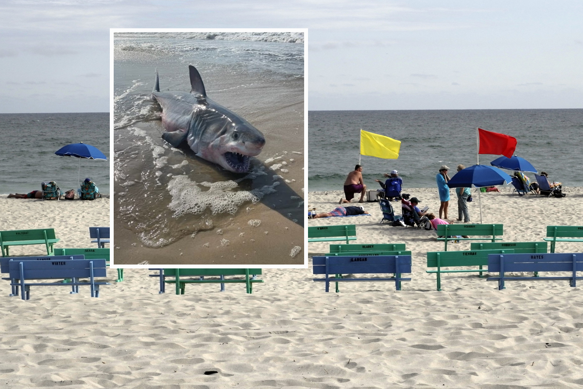 Ajkule se vratile na jednu od najposećenijih plaža: Izdato hitno upozorenje kupačima