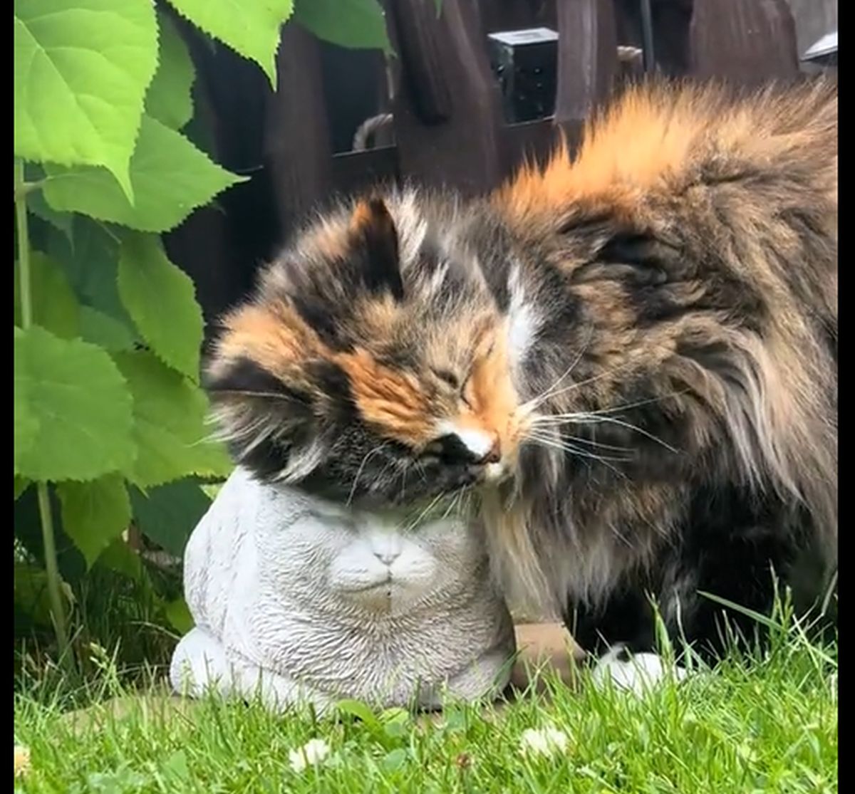 Ovako se voli neko koga više nema: Dirljivi snimak mačke koja nežno grli skulpturu uginulog prijatelja