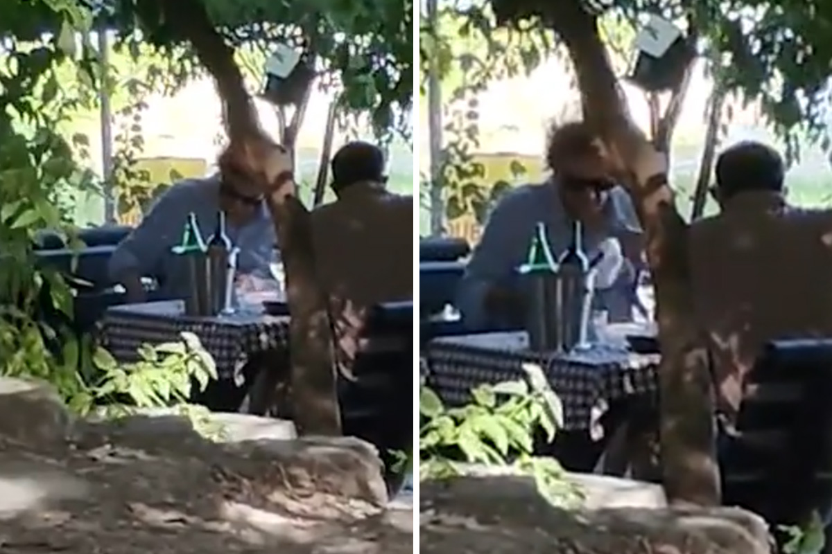 Paparaco! Zdravko Čolić pobegao iz Beograda na Dunav: Evo s kim smo ga uhvatili u vrelom danu