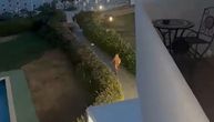 Tigar krišom snimio Jovanu Jeremić na plaži! Kad je video šta radi usred noći, ostao u šoku: "Ona je monstrum"