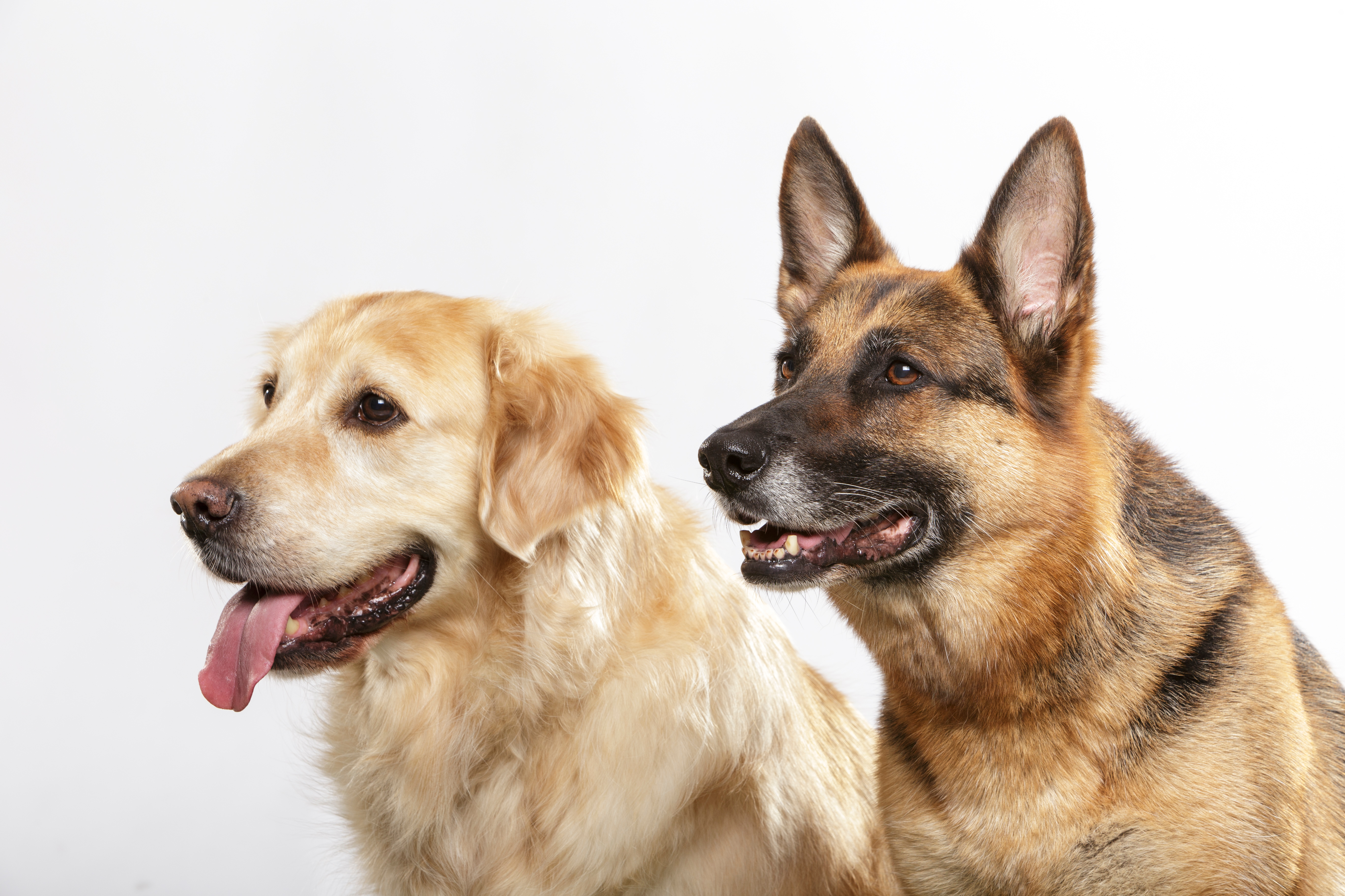 Veterinar objavio važno upozorenje svim vlasnicima labradora, zlatnih retrivera i nemačkih ovčara