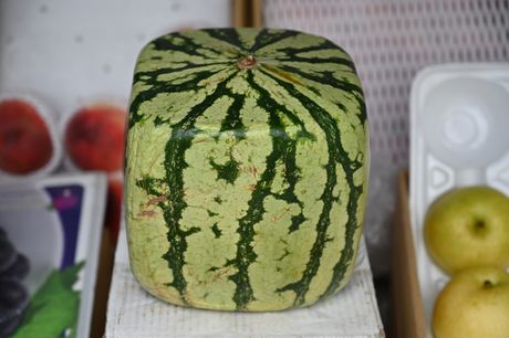 Japanska Lubenica