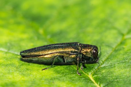 Agrilus planipennis