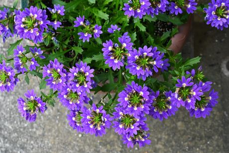 Skaevola