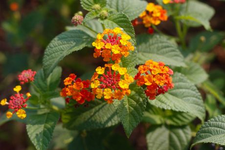 Lantana
