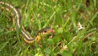 Svi posipaju ovo oko kuće da oteraju zmije: Stručnjaci kažu šta zaista pomaže, a šta je samo mit