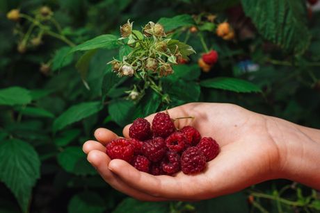 Maline, malinjak, branje malina