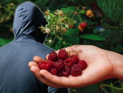 Maline, malinjak, branje malina, krađa, lopov