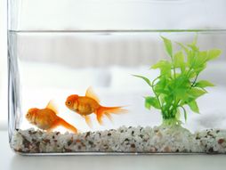 Akvarijum ribice