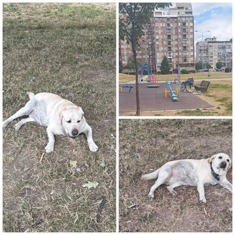 Napušteni pas, park, Šabac, žena, napad na dete, Katarina B.