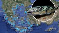 Ova karta pokazuje tačne lokacije u Grčkoj gde je primećena riba-zec: Otrovno stvorenje stiglo i do Jadrana