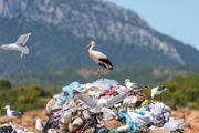 Rode sve manje traže hranu u prirodi: Deponije im pomažu da prežive, ali kriju veliku opasnost