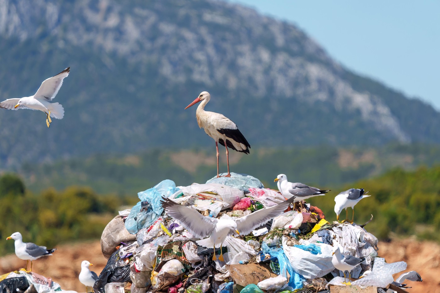 Rode sve manje traže hranu u prirodi: Deponije im pomažu da prežive, ali kriju veliku opasnost