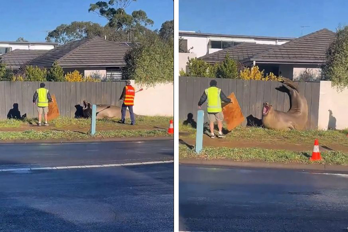 Nil se vratio u okean: Boravak destruktivnog morskog slona na Tasmaniji izazvao pravu pometnju i raspravu
