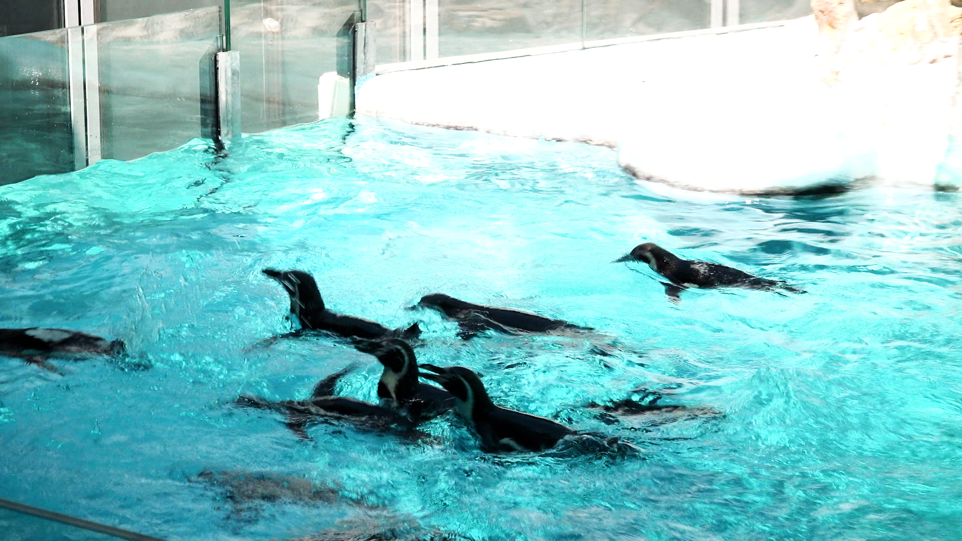 Ledeno voće, hladni tuševi i klima! Kao u hotelu sa 5 zvezdica: Evo kako se rashlađuju stanovnici Beo zoo vrta