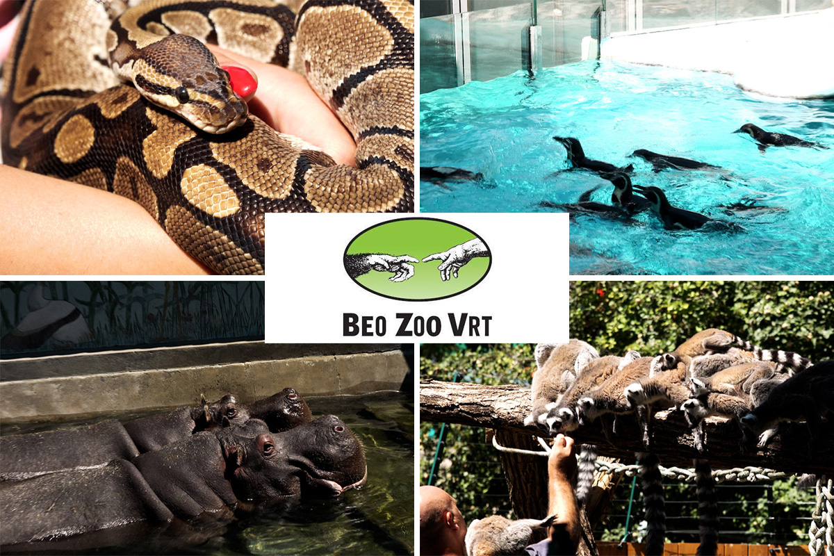 Devet decenija uspomena u srcu Beograda: Zoo vrt slavi 90. rođendan, a najmlađe čeka poseban poklon