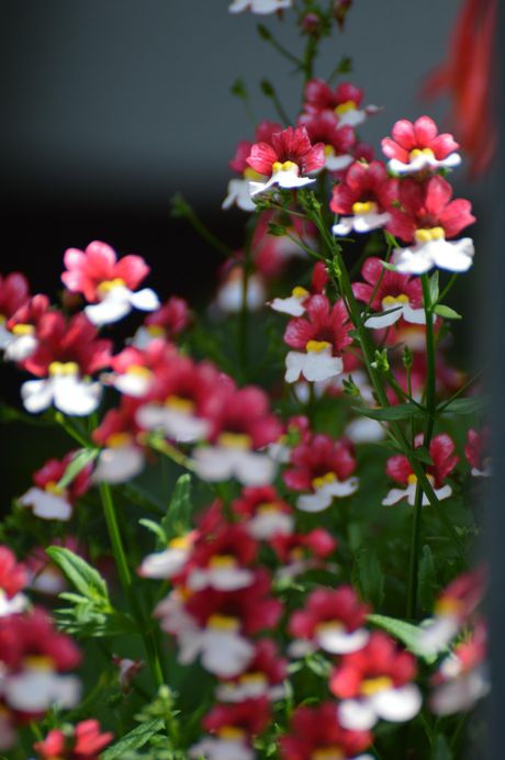 Cvet Nemesia