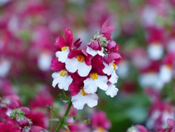 Cvet Nemesia
