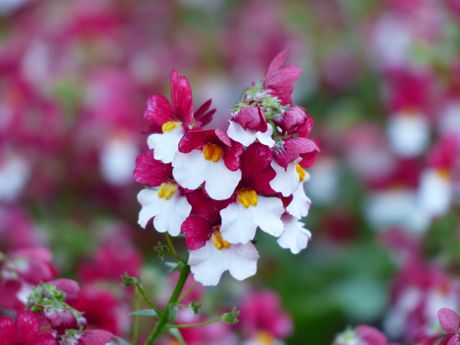 Cvet Nemesia