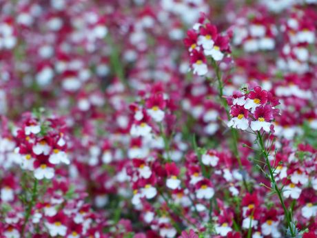 Cvet Nemesia