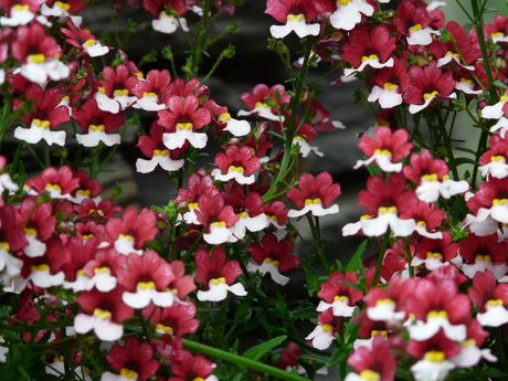 Cvet Nemesia