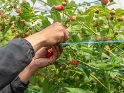 Maline, branje malina