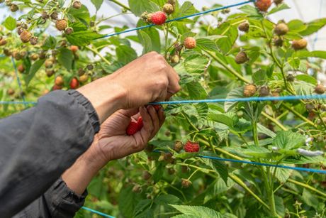 Maline, branje malina