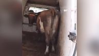 Hit na Jadranu! Turista nije imao gde sa kravom pa poveo i nju na more: "Ide i ona da se kupa"