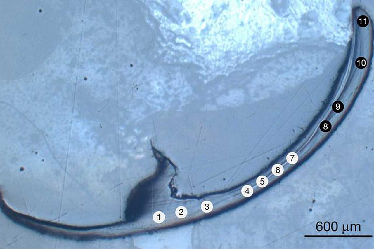 Šta je biometal? Istraživanje metalne misterije drevnih čeljusti