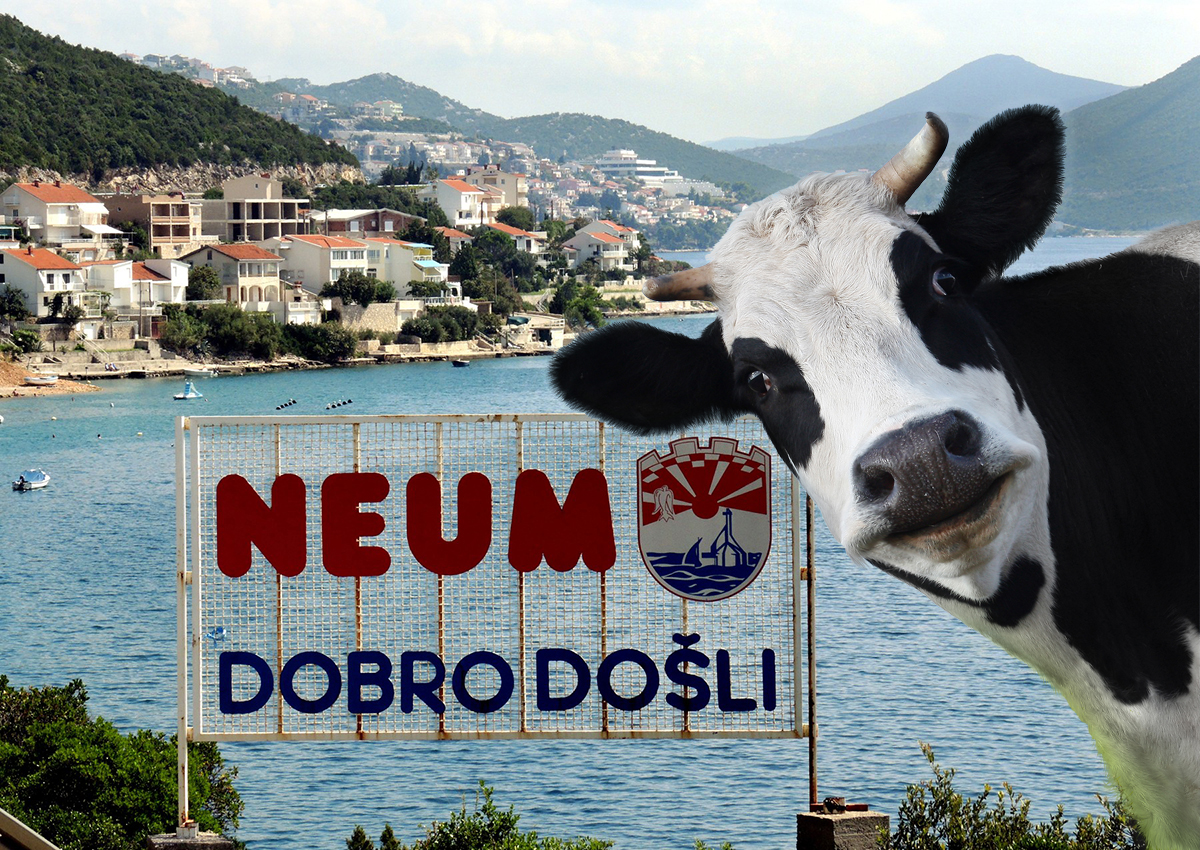 Je li moguće ovo?! Čovek poveo KRAVU na more u Neum: Nećete verovati kada budete videli snimak