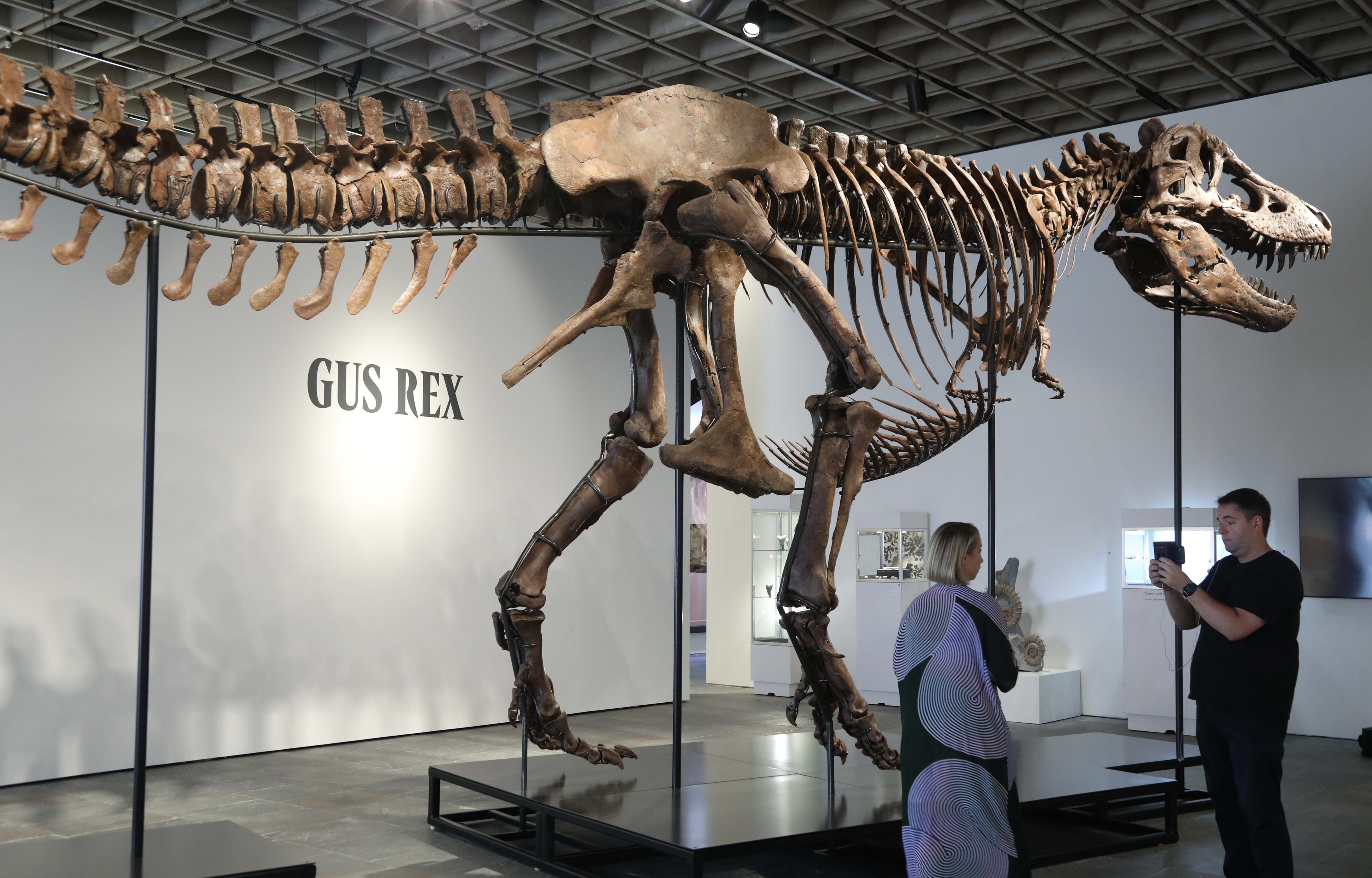 Gas prodat za rekordnih 50,1 milion dolara: Evo šta paleontolozi misle o tome što je ti-reks postao trofej