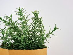 rosemary, ruzmarin, biljka, začin