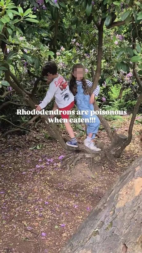 Rhododendron, Trovanje, Dete , Svet