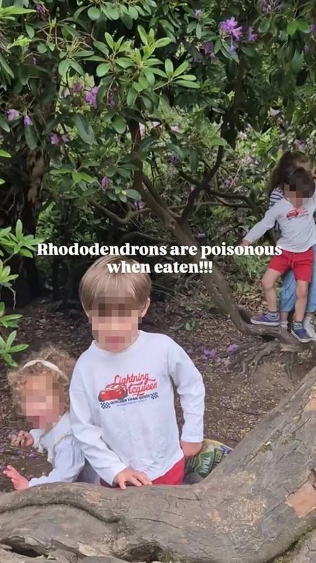 Rhododendron, Trovanje, Dete , Svet