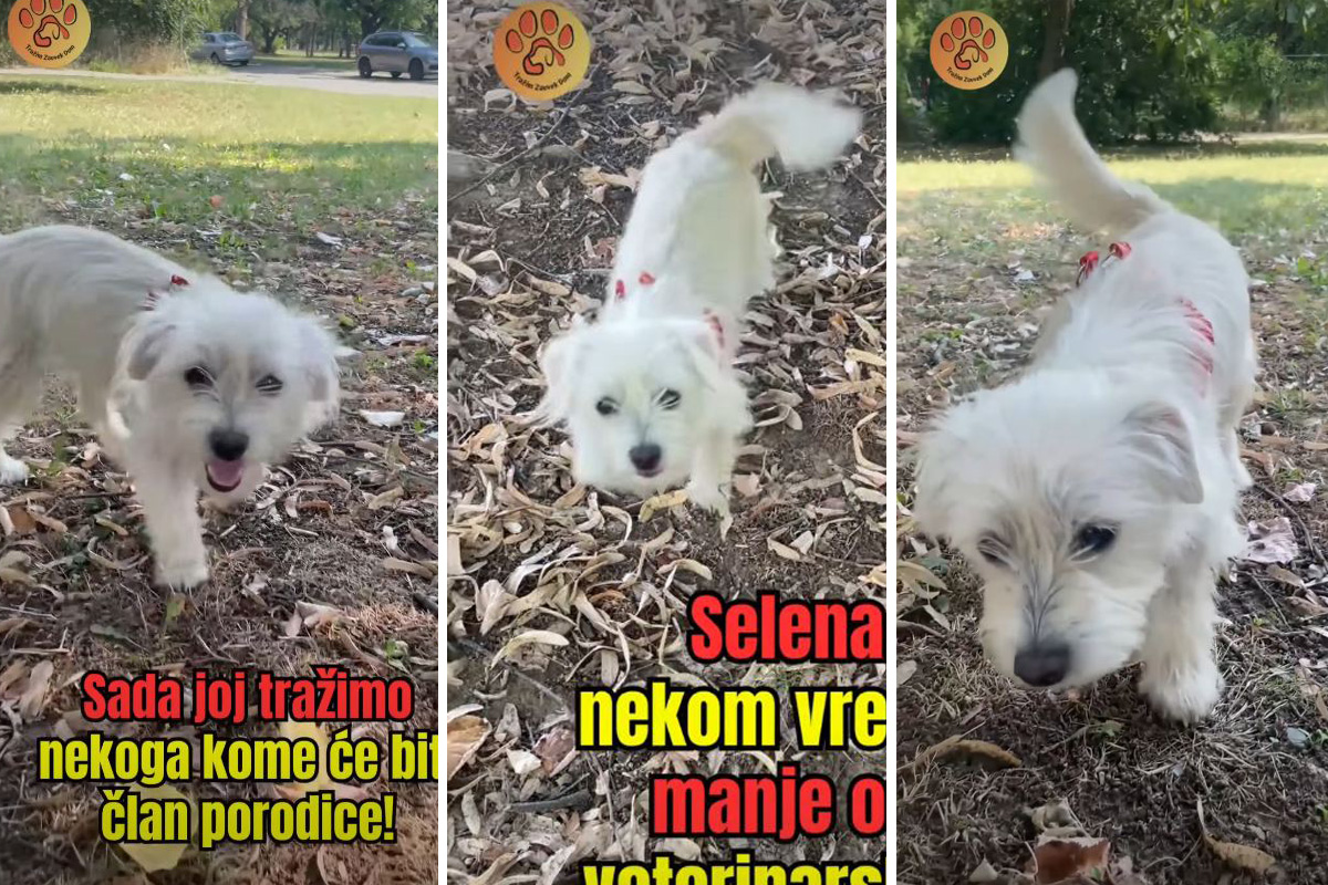 Udomljava se Selena iz Beograda, pas koji je ostavljen kod veterinara zbog neplaćenog računa