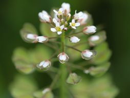 Rusomača