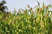 Godinama je bila hrana siromašnih, a danas je nutricionisti obožavaju: Drevna žitarica čuva srce i topi glad